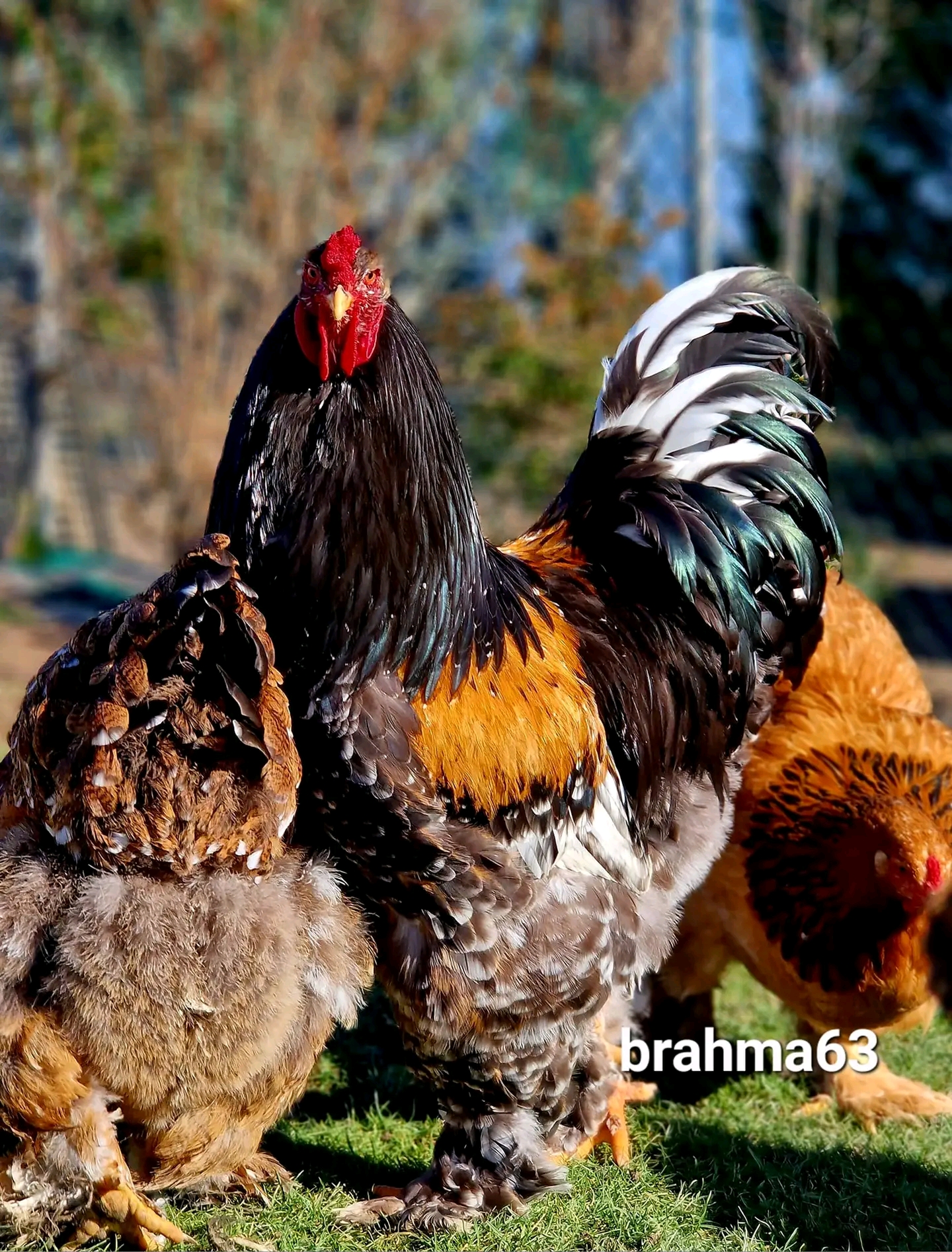 résultats de nos croisement