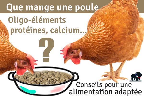 Une bonne alimentation pour vos poulets