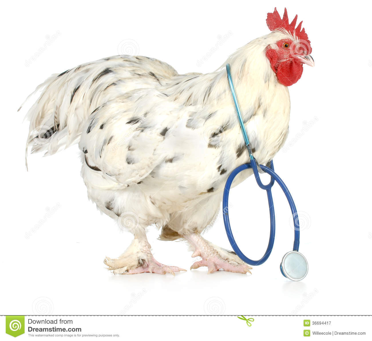 la santé de la poule une priorité pour nous