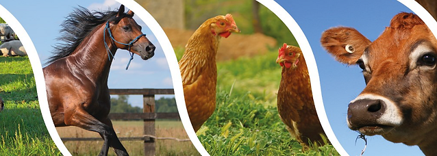 Tous sur l élevage !!